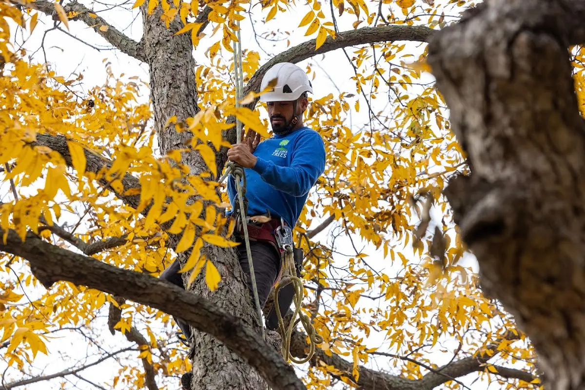 Skilled Storm Damage Cleanup crew working in Copperhill